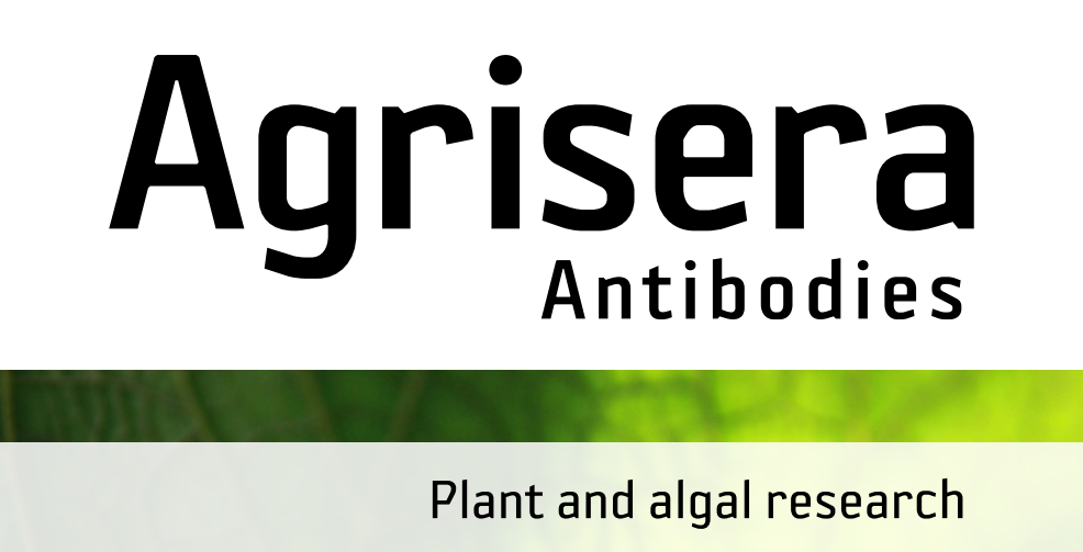 Agrisera MicroRNA相關(guān)研究植物蛋白抗體火熱促銷中！